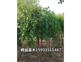 龙爪槐 