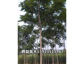 千头椿 
