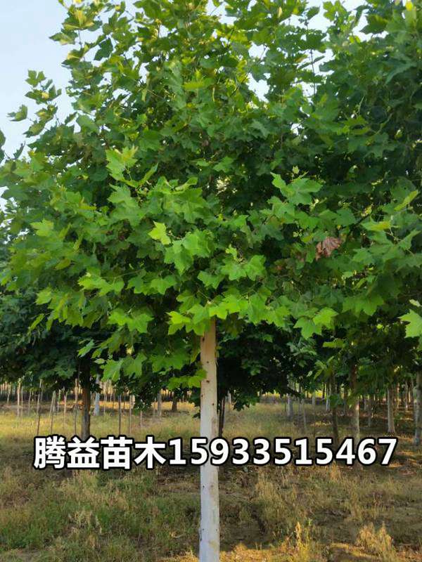 速生法桐 法桐