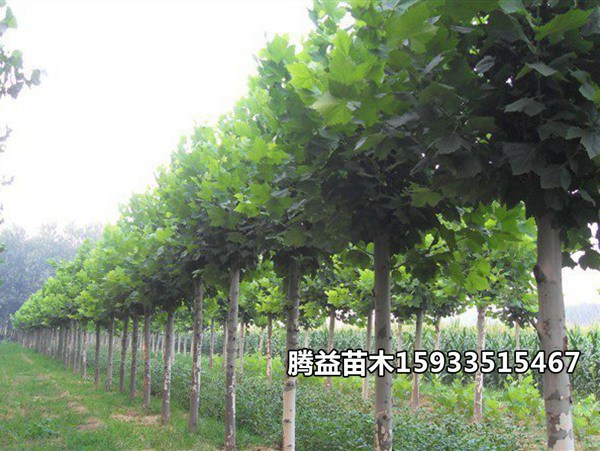 速生法桐 法桐