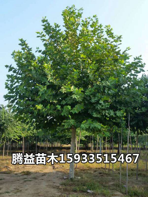 速生法桐 法桐