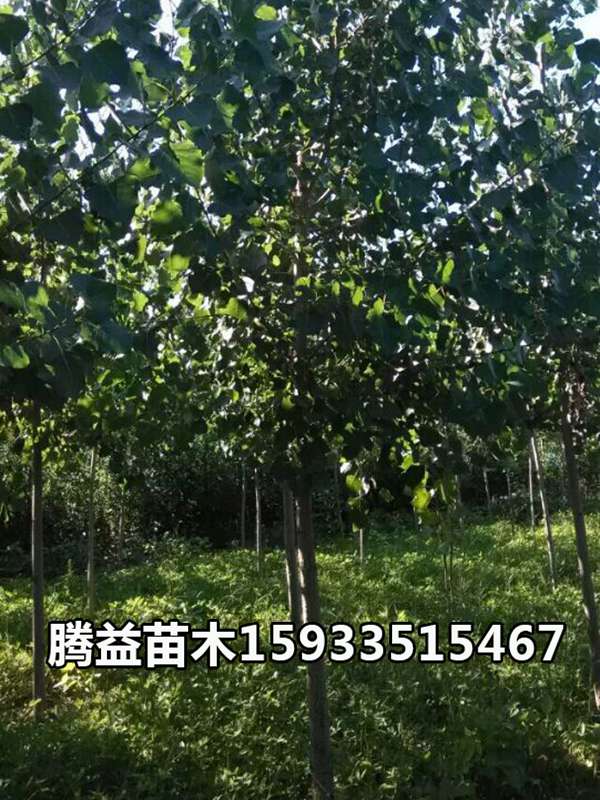 速生杨