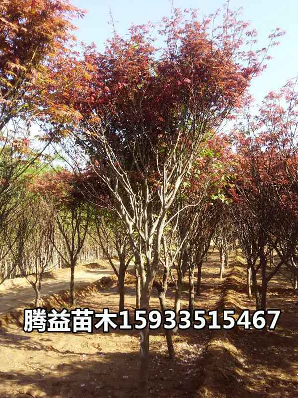 红枫 