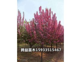 绚丽海棠 