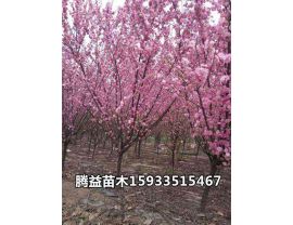 榆叶梅 