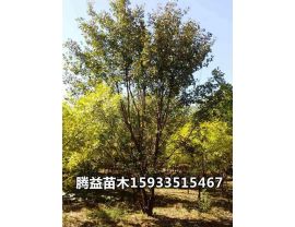 丛生五角枫 