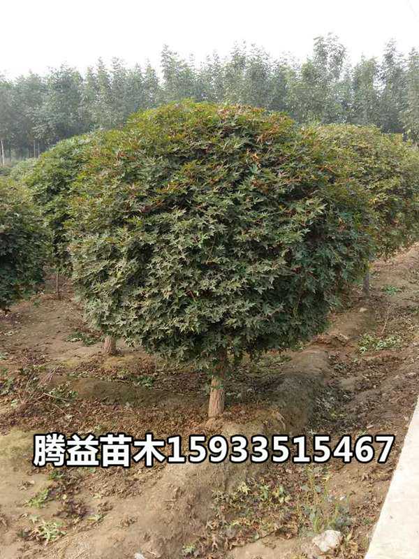 五角枫球 