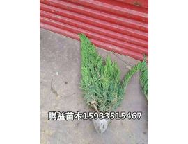 铺地柏 