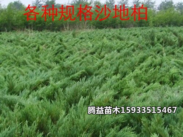 铺地柏 