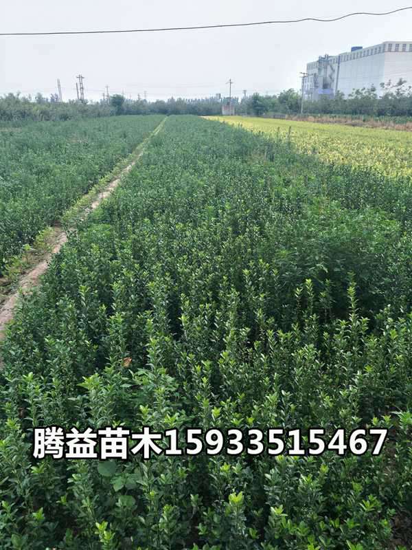 大叶黄杨 