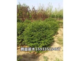 水蜡球 
