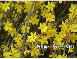 迎春 