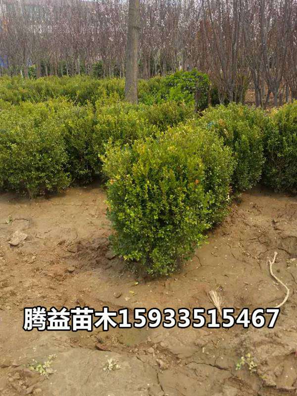 小叶黄杨球 