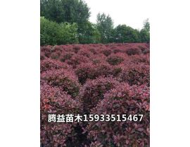 紫叶小檗球 