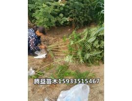 珍珠玫 