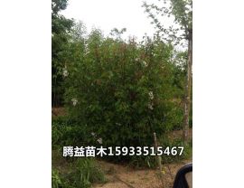 紫丁香 