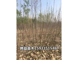 紫穗槐 