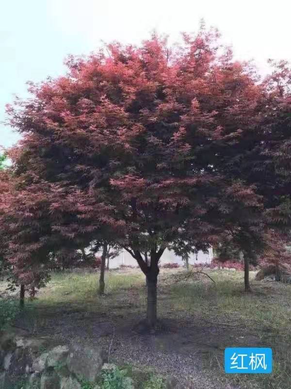 红枫 