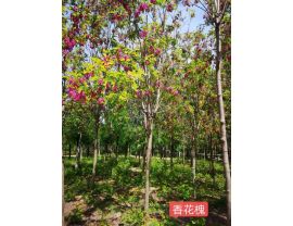 香花槐 